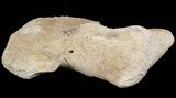 Mosasaur (Platecarpus) Humerus Bone - Kansas #49854-2